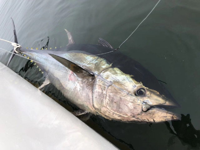 中國釣魚人釣獲一條價值450萬多的藍鰭金槍魚竟然給吃了