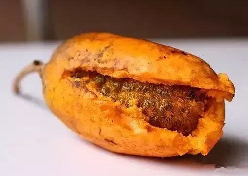 梅州人常吃的"野味",现在有钱都吃不到!