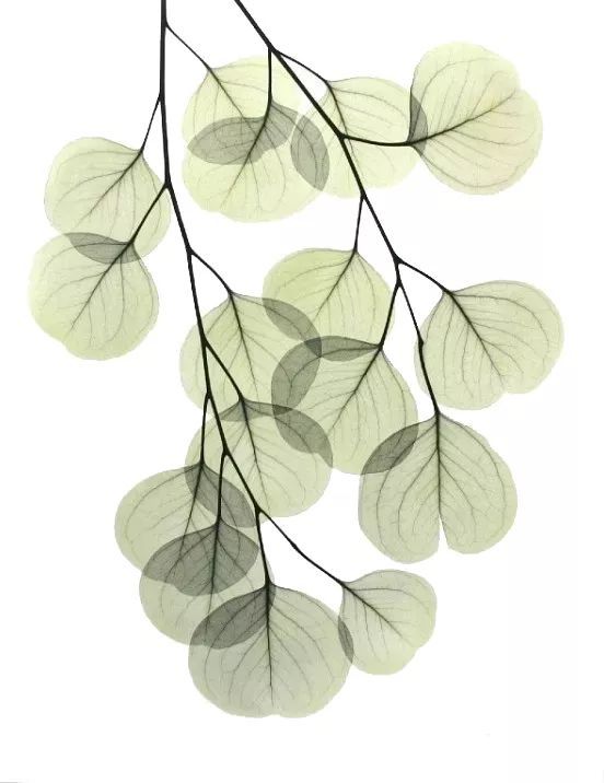 想读英文原文书 分清你是跟风还是必需