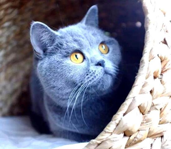 新手如何养猫,养蓝猫应该注意些什么?