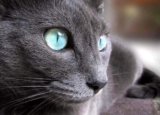 新手如何养猫,养蓝猫应该注意些什么?