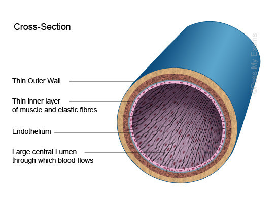 毛细血管壁分层结构图图片