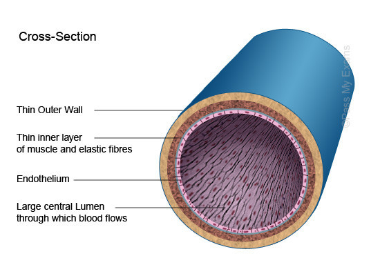 静脉血管剖面图,血管壁的多层结构保证了其完整性