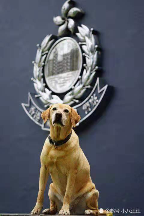 从流浪狗到警犬,这只拉布拉多走上了狗生巅峰