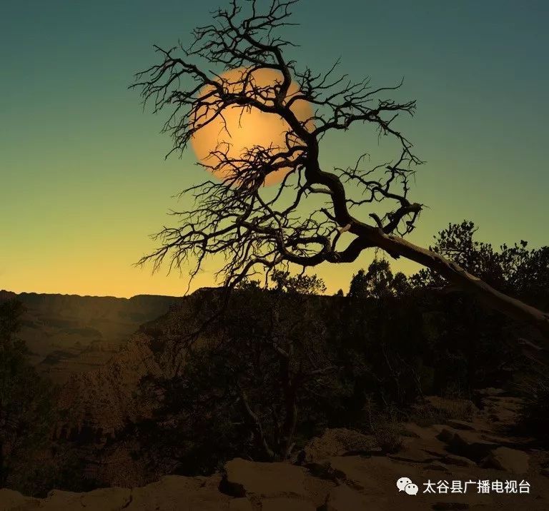 诗词欣赏:国破山河在,城春草木深。 感时花溅泪,恨别鸟惊心