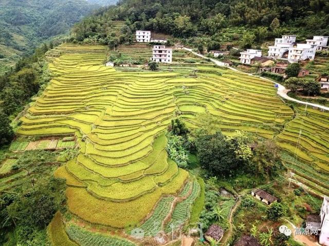 看了会醉!高州未被开发的梯田美景,金光灿烂层