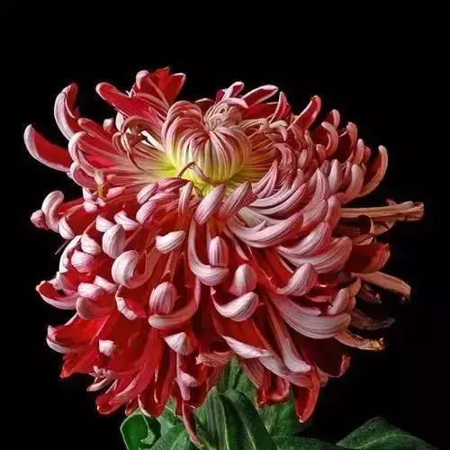 秋日|秋日赏菊，美醉了！