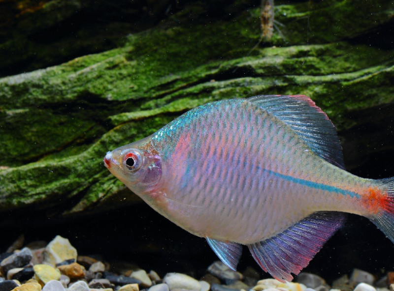 农村"彩虹鱼",以前农民在小溪看到也无视,如今却成了稀罕物