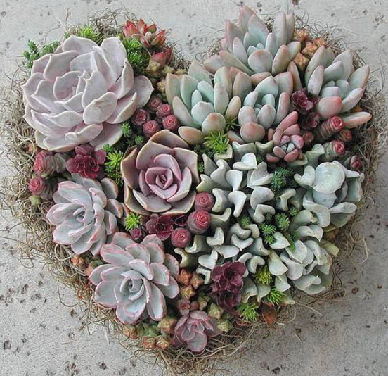 6招教你如何轻松种植 不能吃的肉