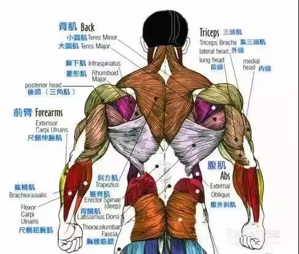 史上最全练背指南每一块背部肌肉都安排的明明白白