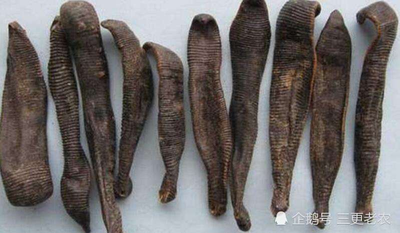 专靠吸血为生,切开还能无限繁殖,以前人人怕如