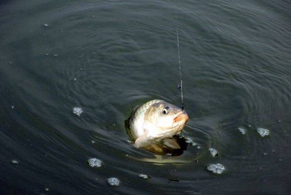 邱廷军(上鱼号:11111008):如果没有小杂鱼的水库,我建议使用"大腥大香