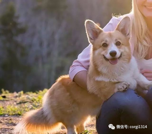 来自小柯基短腿的忧伤,这真的不是一只跪着走的肥版狐狸嘛
