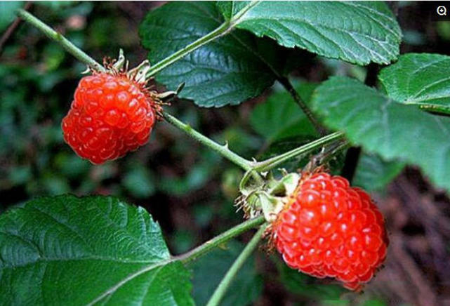 它是草莓的"亲兄弟",农村称它"大麦泡",比草莓吃起来更美味