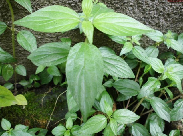 腾讯内容开放平台