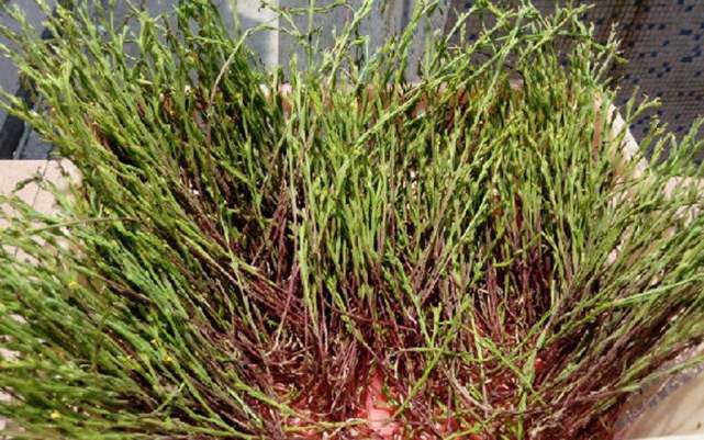 野外值钱的一种草号称草中黄金一斤价值上千元