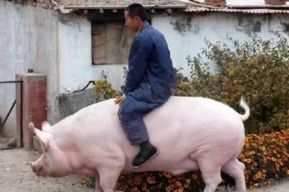 老汉养猪养了六年,靠骑猪赶集或下地干活,网友:涨见识了
