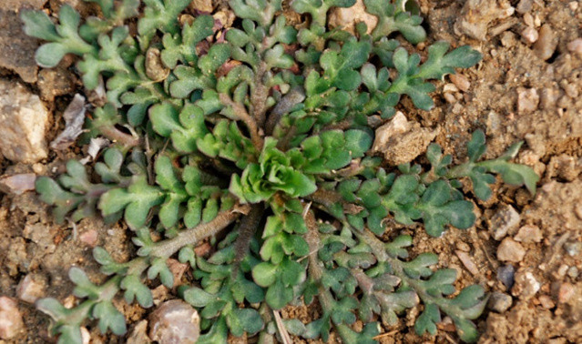 荠菜很好吃但是可千万别挖到这种假荠菜