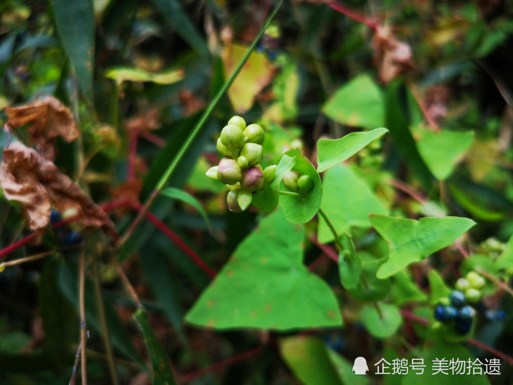 身藏杠板归,吓得蛇倒退,这种本草能治咳嗽,解蛇毒,还有个故事