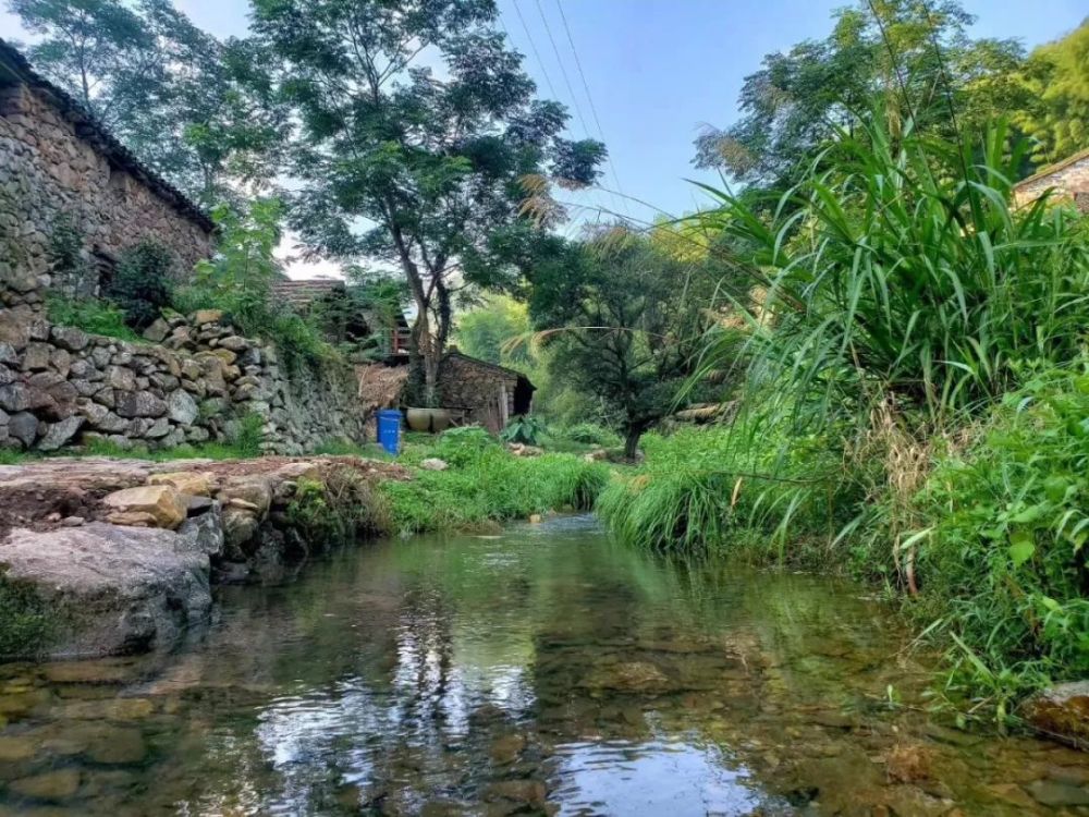 这里是临海市小芝镇胜坑村,小村外有一条欢快活泼的溪水,一群野鸭子从