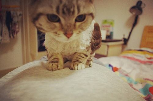 猫咪具有杀主人的意识?真的是太可怕了!