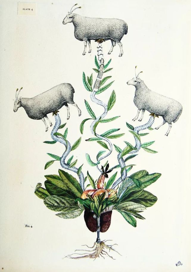 博尔赫斯散文:《一只蕨羊》|博尔赫斯|植物|姜白