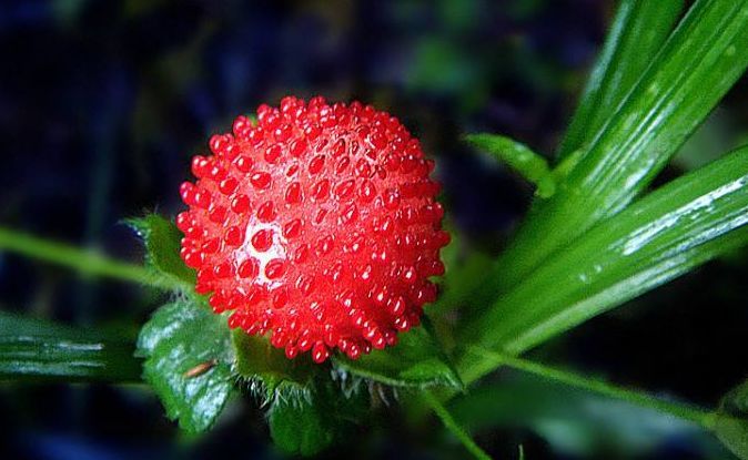 蛇莓能吃吗(农村的蛇莓能吃吗)