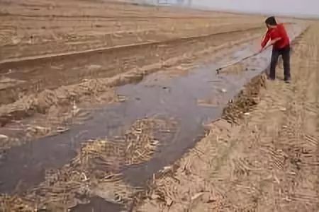 冬小麦|小麦播种后几天出苗？出苗时间过晚怎么办？快来看答案！