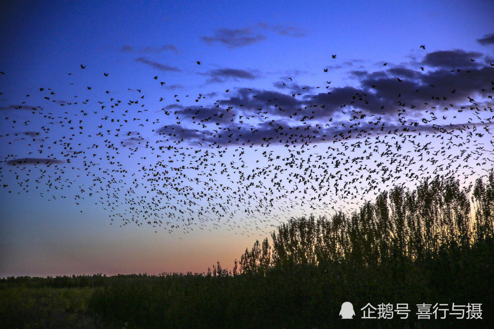 吉林洮南湿地现鸟浪 数千只鸟盘旋天空场面壮观