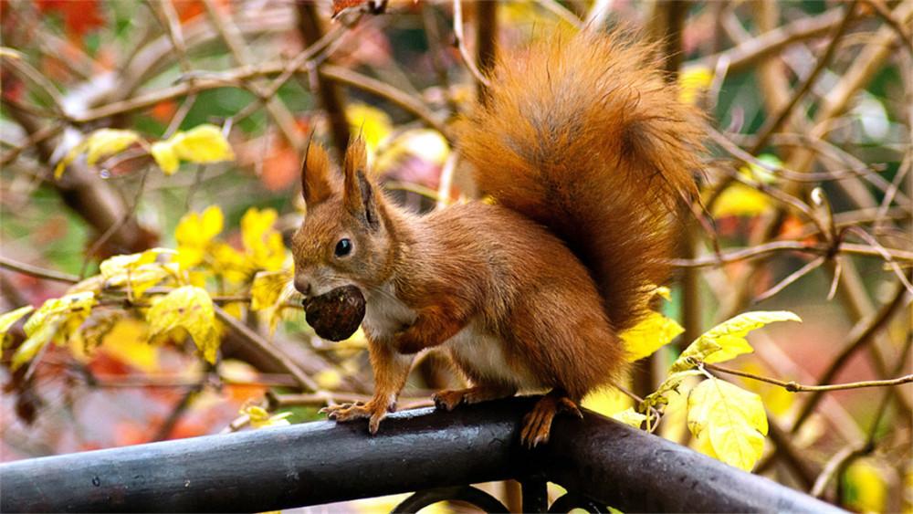生肖鼠:诸事顺遂,注意健康.