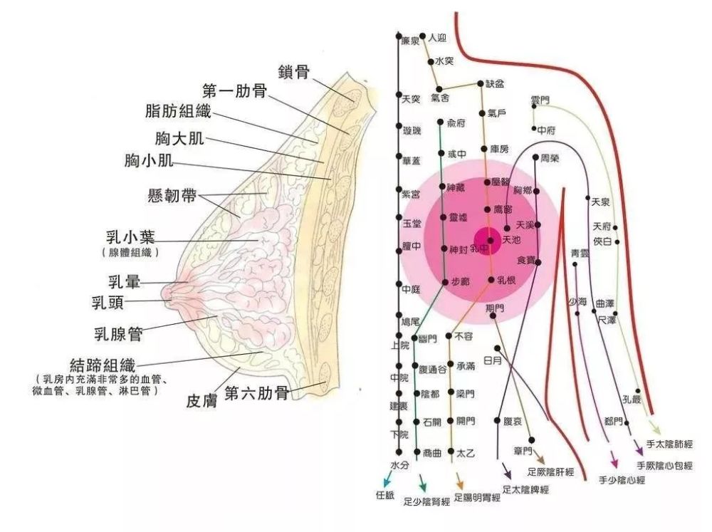 艾灸一次胸部可以通九条经络,108个穴位!_腾讯新闻