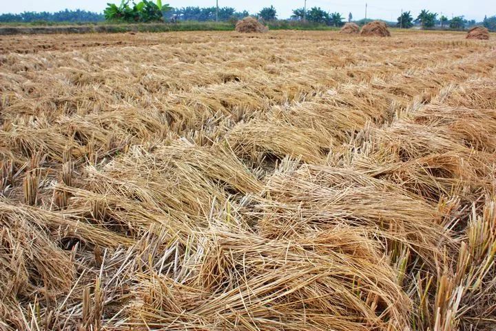 为什么需要秸秆腐熟还田怎么样操作