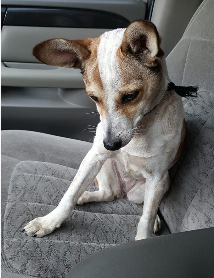 ▼茱蒂是德州当地动物救援组织的成员,她每天都会开车