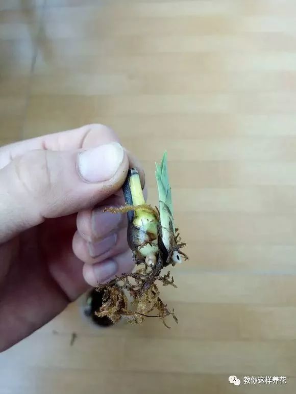 兰花芦头埋沙里一夜捂出10个芽省了不少买花钱