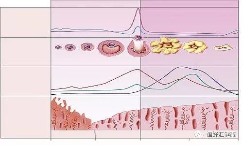 子宮內膜的厚度直接關係子宮內膜的容受性,所謂容受性,通俗地講,就是