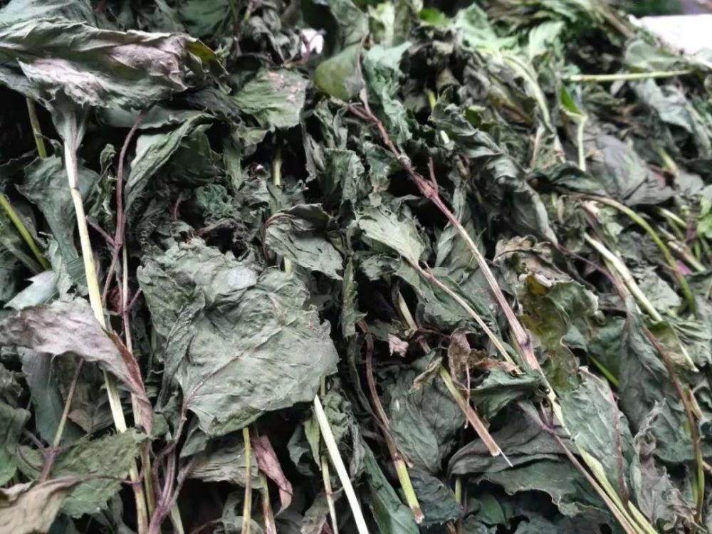 蔬菜和草药两用的片仔癀草