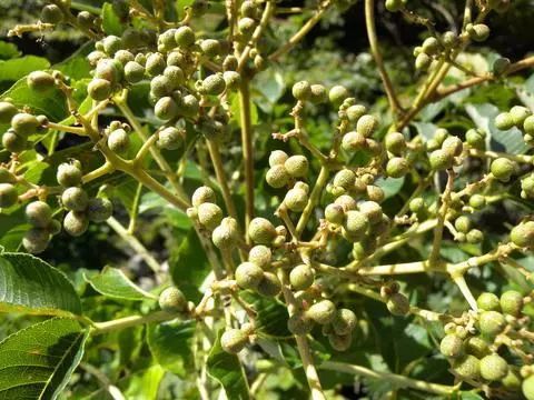 遍插茱萸少一人 插的是 吴茱萸 还是 山茱萸 插茱萸 重阳 吴茱萸
