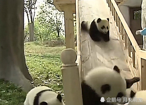 国宝大熊猫的战斗力到底有多强?它真的有外表