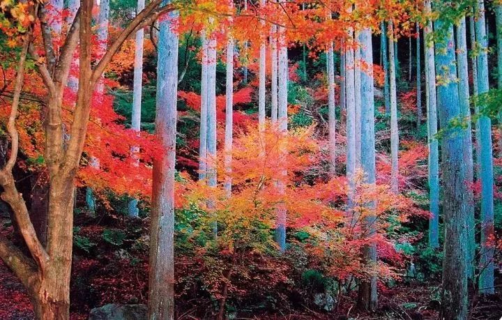 跨过人海来看你 日本最美的小众赏枫绝佳地