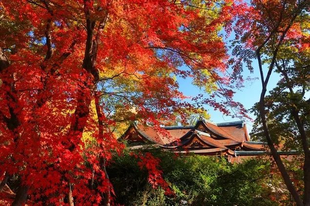 今年日本赏红叶就去这10个地方,你最想去哪一