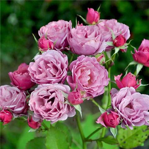 月季怎么施肥?教你几招,花苞呼呼直冒