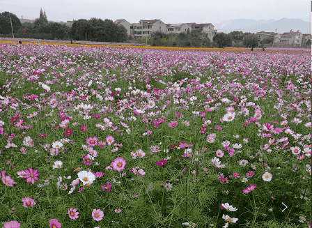 紹興這片網紅花海要收費了 原因很扎心