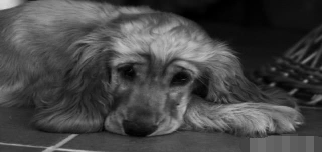 宠物狗的艾迪生病