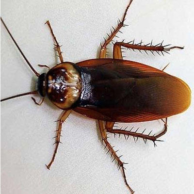 蟑螂为什么又叫"小强"?