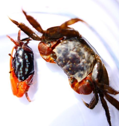 养一只西瓜蟹当宠物,可以美化客厅,但是养的时间没办法长!