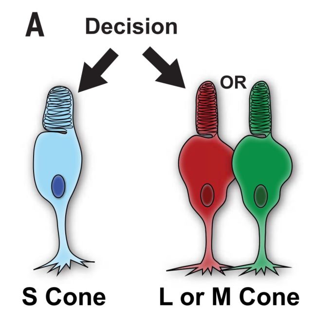 我们在白天能够看到颜色的能力与人类视网膜上的视锥细胞(cone cell)