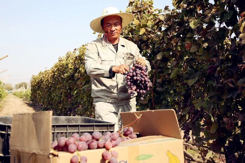 头屯河农场|头屯河农场出了位“草帽诗人”，你知道他的故事吗？