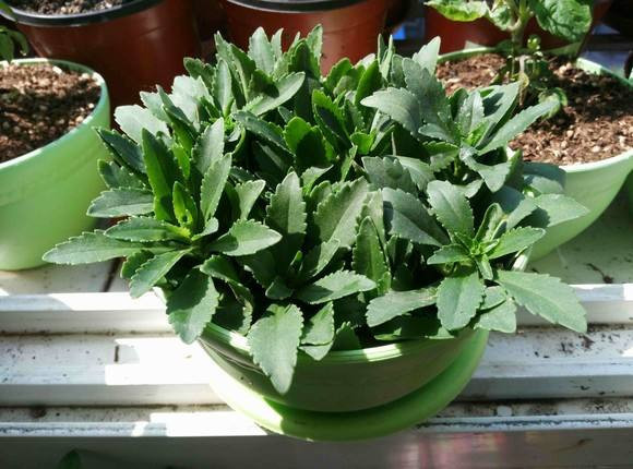 这种"高钙菜",家里阳台养上盆,随吃随摘营养高