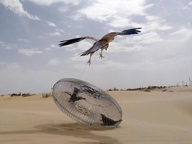 男子发现网罩陷阱有异样 走近一看合不拢嘴了