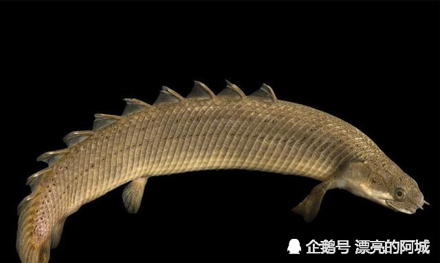 其实是非常像的,因此关于恐龙的外号也有很多,比如金恐龙,恐龙鳗等